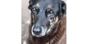 Caso Orelha: o que se sabe sobre até agora sobre a morte do cão em SC