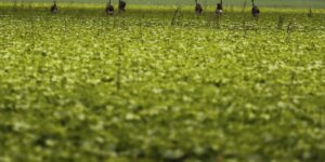 CMN passa a exigir fotos com localização comprovada em seguro rural